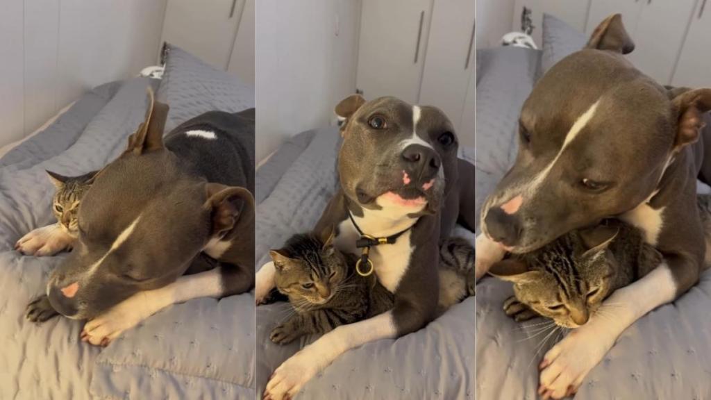 Dog Runs Into the Room & Squishes Cat With the Ultimate Snuggles Until This Happens