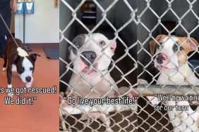Shelter Dog Finally Gets Adopted, but His Happy Ending Tells So Many Heartbreaking Stories