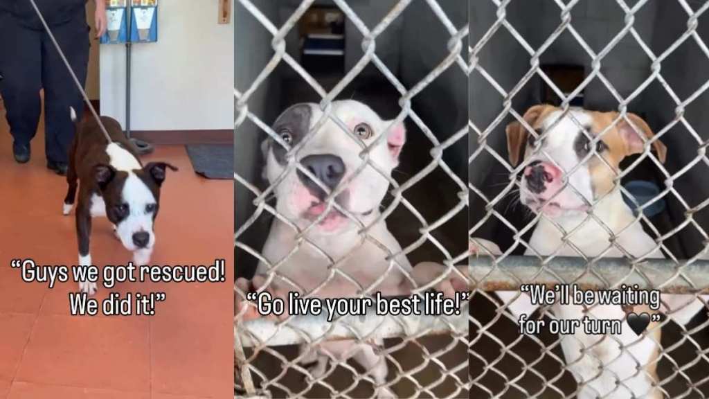 Shelter Dog Finally Gets Adopted, but His Happy Ending Tells So Many Heartbreaking Stories