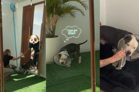Rescue Dog Arrives in Foster Home to a Cozy Bed Bigger Than the Tiny Cage He Once Lived In