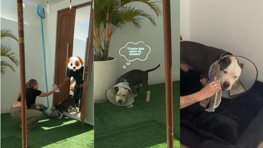 Rescue Dog Arrives in Foster Home to a Cozy Bed Bigger Than the Tiny Cage He Once Lived In