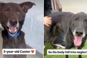 Service Dog Ends up at Shelter Waiting for a Home After Life Takes an Unexpected Turn