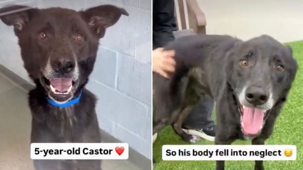 Service Dog Ends up at Shelter Waiting for a Home After Life Takes an Unexpected Turn