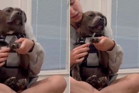 Human Adopts ‘Aggressive’ Shelter Dog on the Clock, Now He Sits in Her Lap Like a Baby