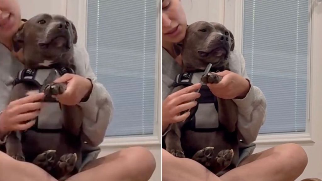 Human Adopts ‘Aggressive’ Shelter Dog on the Clock, Now He Sits in Her Lap Like a Baby