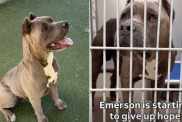 Shelter Dog Is Giving Up on Finding a Home & Only a Miracle Can Save Him