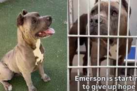 Shelter Dog Is Giving Up on Finding a Home & Only a Miracle Can Save Him