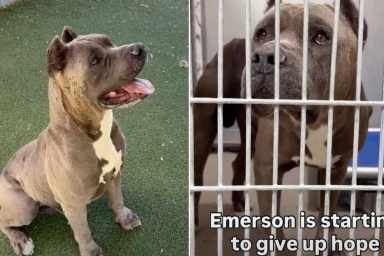 Shelter Dog Is Giving Up on Finding a Home & Only a Miracle Can Save Him