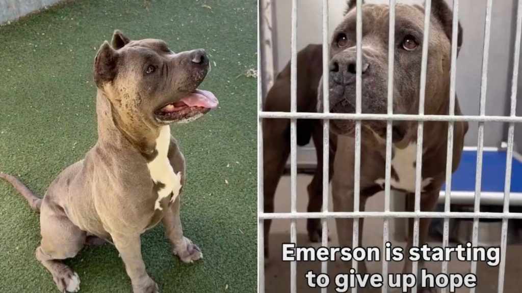 Shelter Dog Is Giving Up on Finding a Home & Only a Miracle Can Save Him