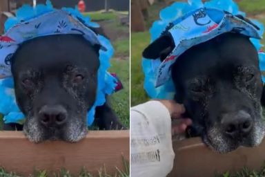 Senior Shelter Dog With a Forgotten Past Refuses To Return to the Kennel