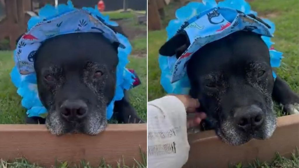 Senior Shelter Dog With a Forgotten Past Refuses To Return to the Kennel
