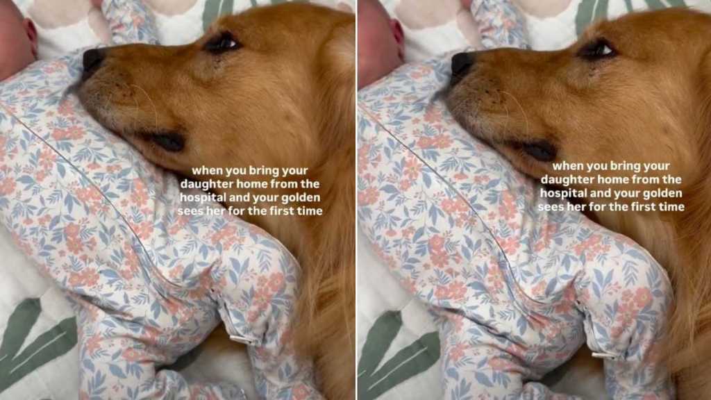 Golden Retriever Does the Unexpected on Seeing Baby Sister for First Time