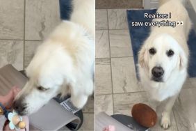 Golden Retriever Brings Baby a Toy Just To Steal a Lick, Then Does Something Even Cuter