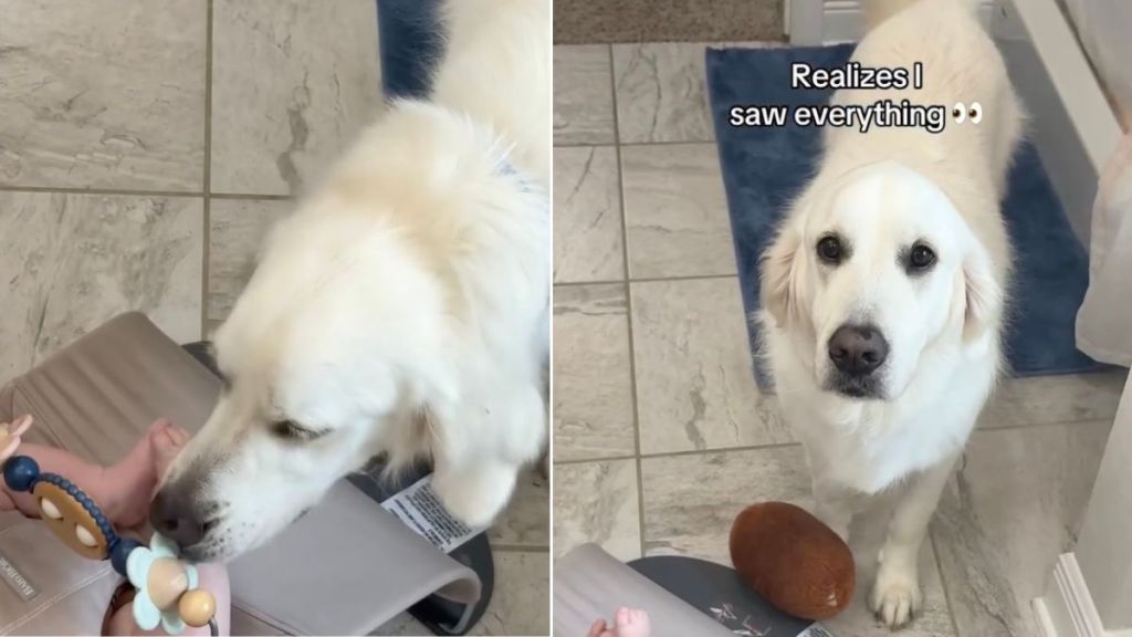 Golden Retriever Brings Baby a Toy Just To Steal a Lick, Then Does Something Even Cuter