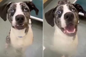 Shelter Dog Returned Within 24 Hours for Being ‘Too Hyper’ Waits All Over Again