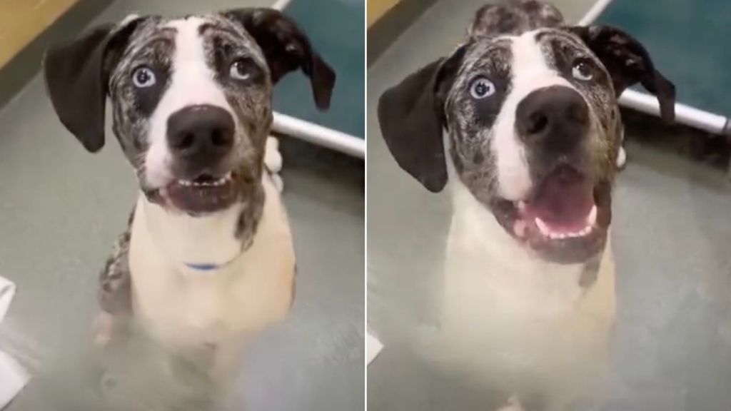 Shelter Dog Returned Within 24 Hours for Being ‘Too Hyper’ Waits All Over Again