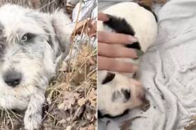 Mama Stray Dog Living in a Roadside Ditch With Her Only Baby Never Expected What Came Next