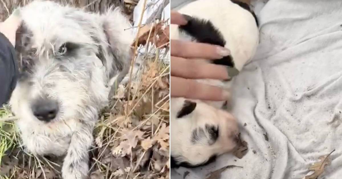 Mama Stray Dog Living in a Roadside Ditch With Her Only Baby Never Expected What Came Next