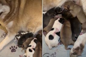 Mama Dog’s Newborn Babies & Their Tiny Squeaks Suddenly Become Her Entire World