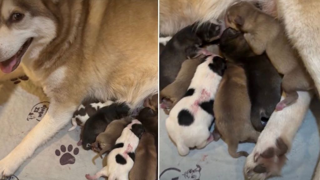 Mama Dog’s Newborn Babies & Their Tiny Squeaks Suddenly Become Her Entire World