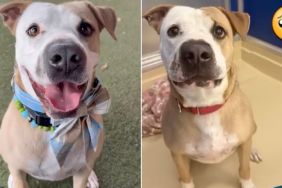 Human Tells Shelter Dog Nobody Came for Him Again & Watches His Heart Break a Little More