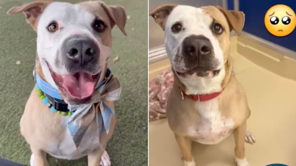 Human Tells Shelter Dog Nobody Came for Him Again & Watches His Heart Break a Little More
