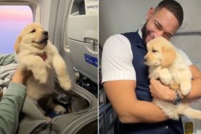 Golden Retriever Puppy Turns Into a Total Social Butterfly Mid-Flight