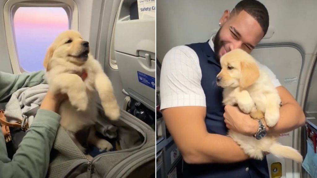 Golden Retriever Puppy Turns Into a Total Social Butterfly Mid-Flight