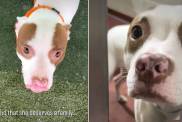 New Shelter Dog Found Shaking in Her Kennel Gets the Best News She Could Hope For