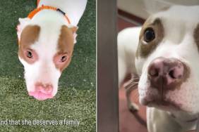 New Shelter Dog Found Shaking in Her Kennel Gets the Best News She Could Hope For