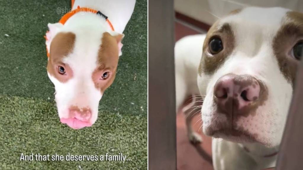 New Shelter Dog Found Shaking in Her Kennel Gets the Best News She Could Hope For
