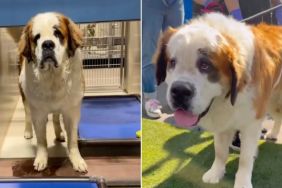 120 Lb Shelter Dog Is a Certified 'Love Bug' Who Just Wants Snuggles