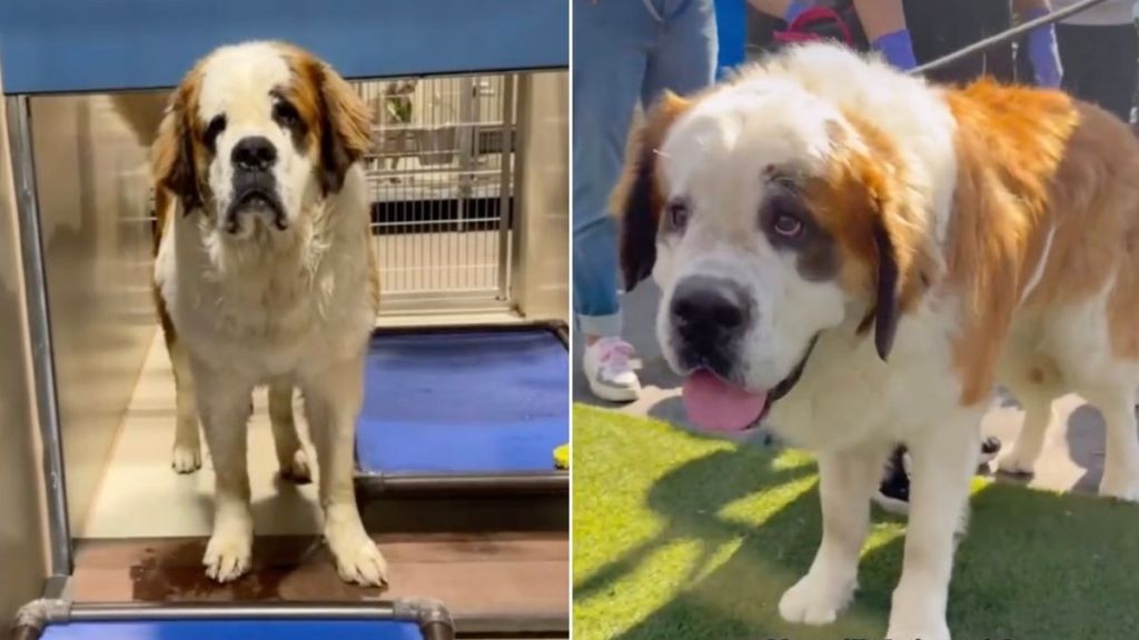 120 Lb Shelter Dog Is a Certified 'Love Bug' Who Just Wants Snuggles