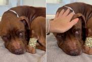 Human Meets Rescue Dog Curled up in a Bed, Unaware the Clock on His Life Has Stopped Ticking