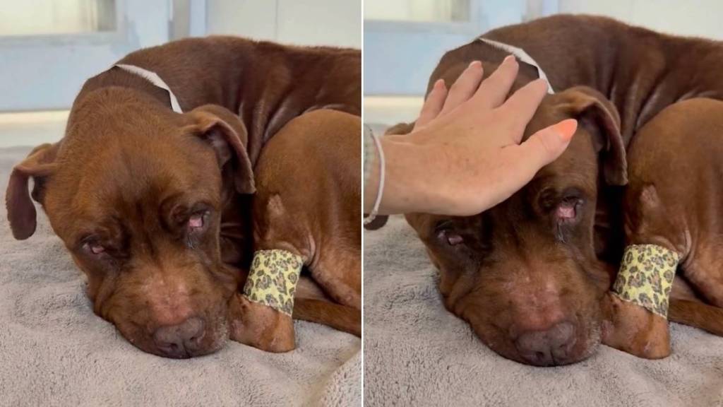 Human Meets Rescue Dog Curled up in a Bed, Unaware the Clock on His Life Has Stopped Ticking