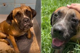 Human Meets Shelter Dog Running Out of Time, Left Behind by Only Family She Ever Knew
