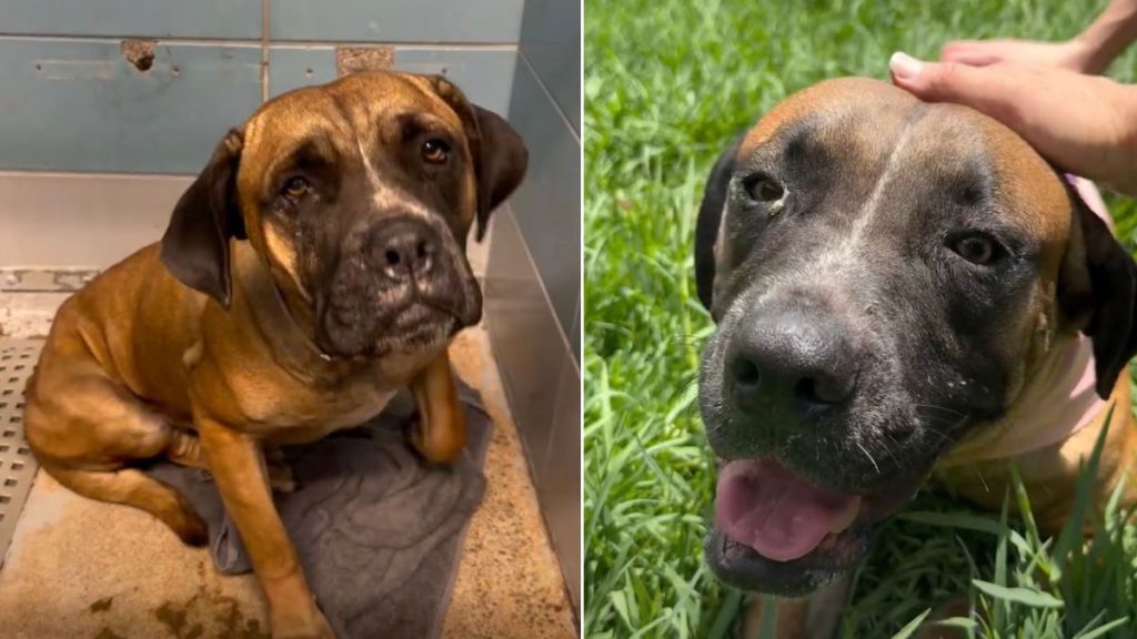 Human Meets Shelter Dog Running Out of Time, Left Behind by Only Family She Ever Knew