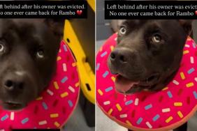 Shelter Dog Left Behind All Alone Waits for Some Place to Call Home