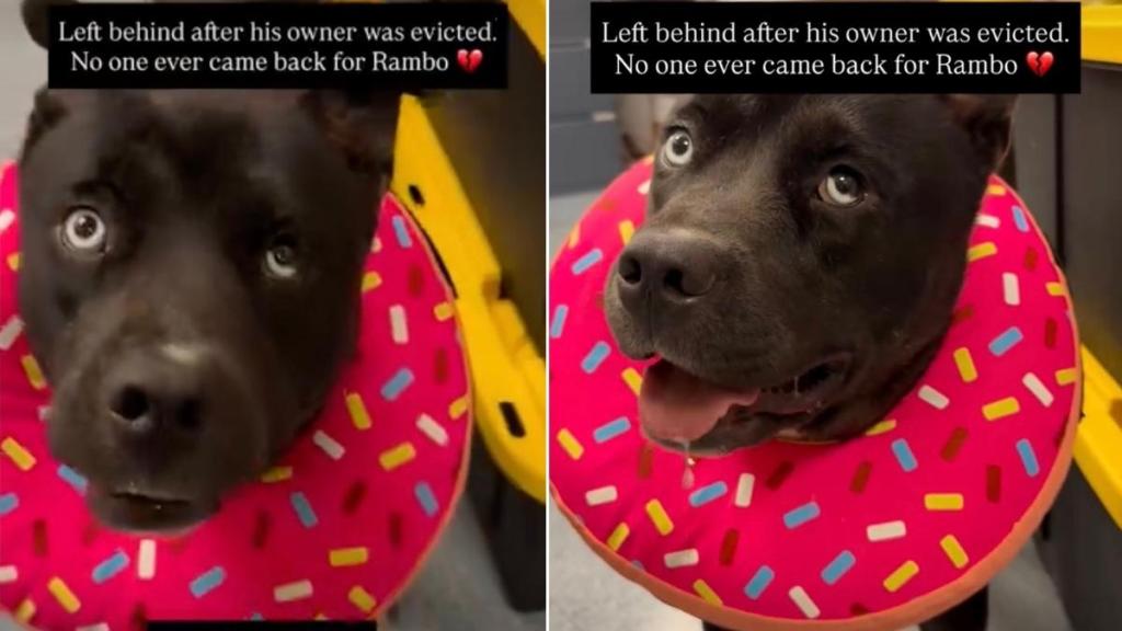 Shelter Dog Left Behind All Alone Waits for Some Place to Call Home