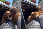 Golden Retriever Turns Into a Baby While Bidding Farewell to Grandma