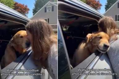 Golden Retriever Turns Into a Baby While Bidding Farewell to Grandma