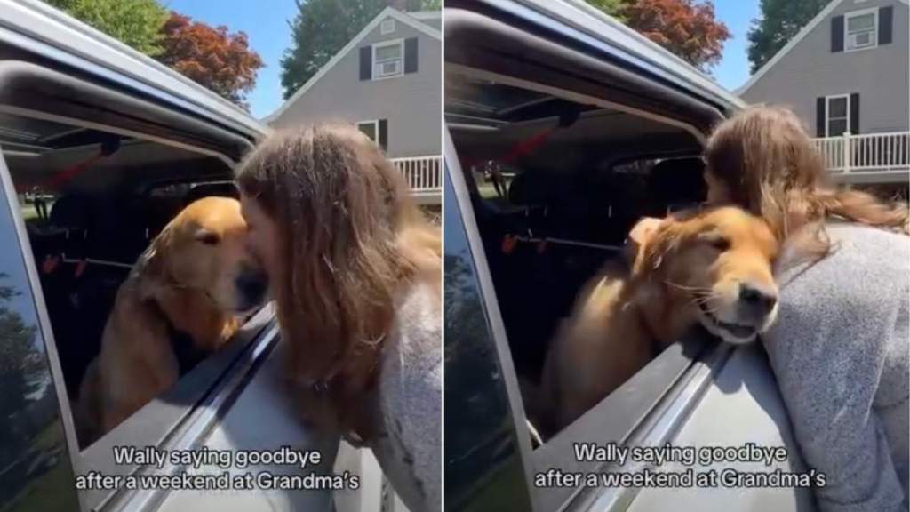 Golden Retriever Turns Into a Baby While Bidding Farewell to Grandma