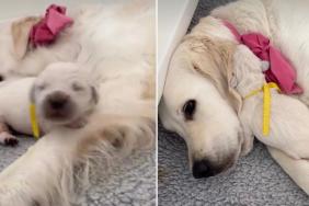 Mama Golden Retriever’s Baby Moves Closer to Her & It Turns Out She Just Wanted Some Love