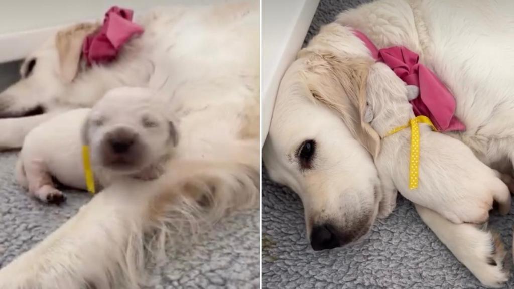 Mama Golden Retriever’s Baby Moves Closer to Her & It Turns Out She Just Wanted Some Love