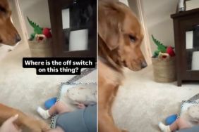 Golden Retriever Can't Quite Figure Out the New Baby but Decides to Give It a Try