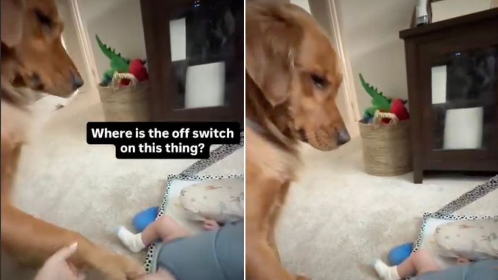 Golden Retriever Can't Quite Figure Out the New Baby but Decides to Give It a Try
