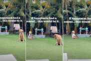 Golden Retriever Comes Up With a Backyard Game That Leaves Toddler in Stitches