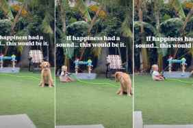 Golden Retriever Comes Up With a Backyard Game That Leaves Toddler in Stitches
