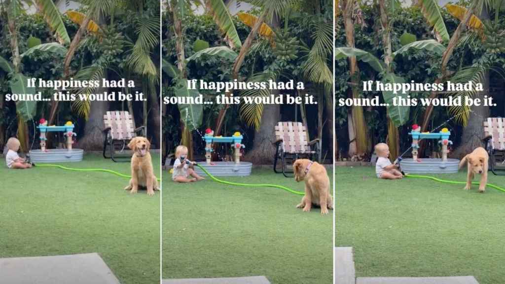 Golden Retriever Comes Up With a Backyard Game That Leaves Toddler in Stitches