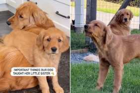 Golden Retriever Meets Little Puppy & You Can Tell Their Paths Were Meant To Cross